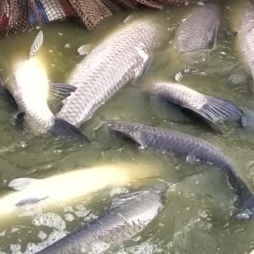 青鱼