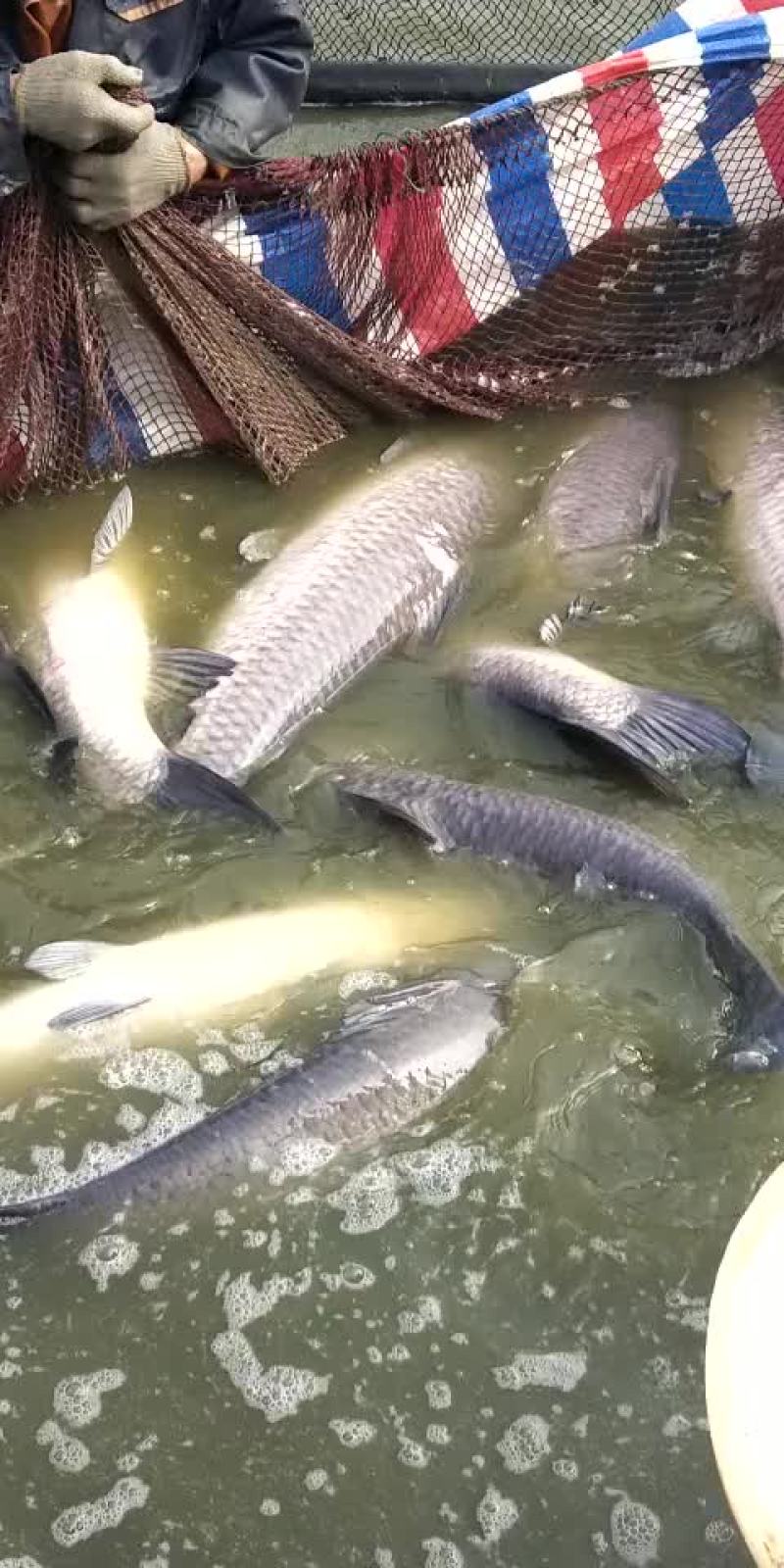 青鱼