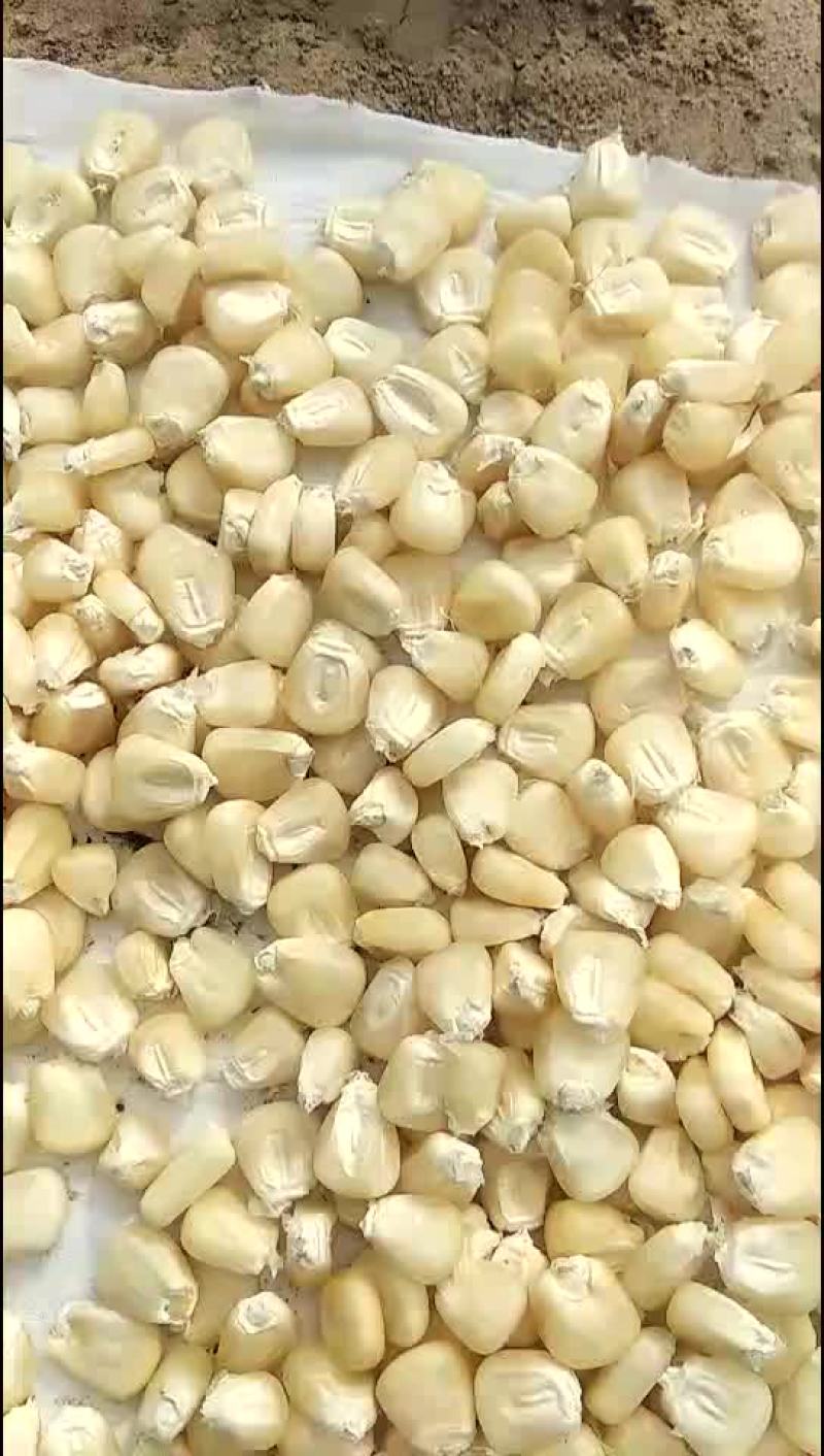 白色糯玉米。