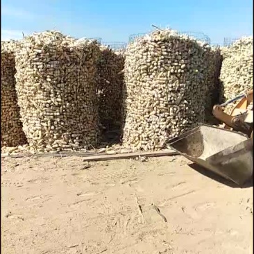 白色糯玉米。