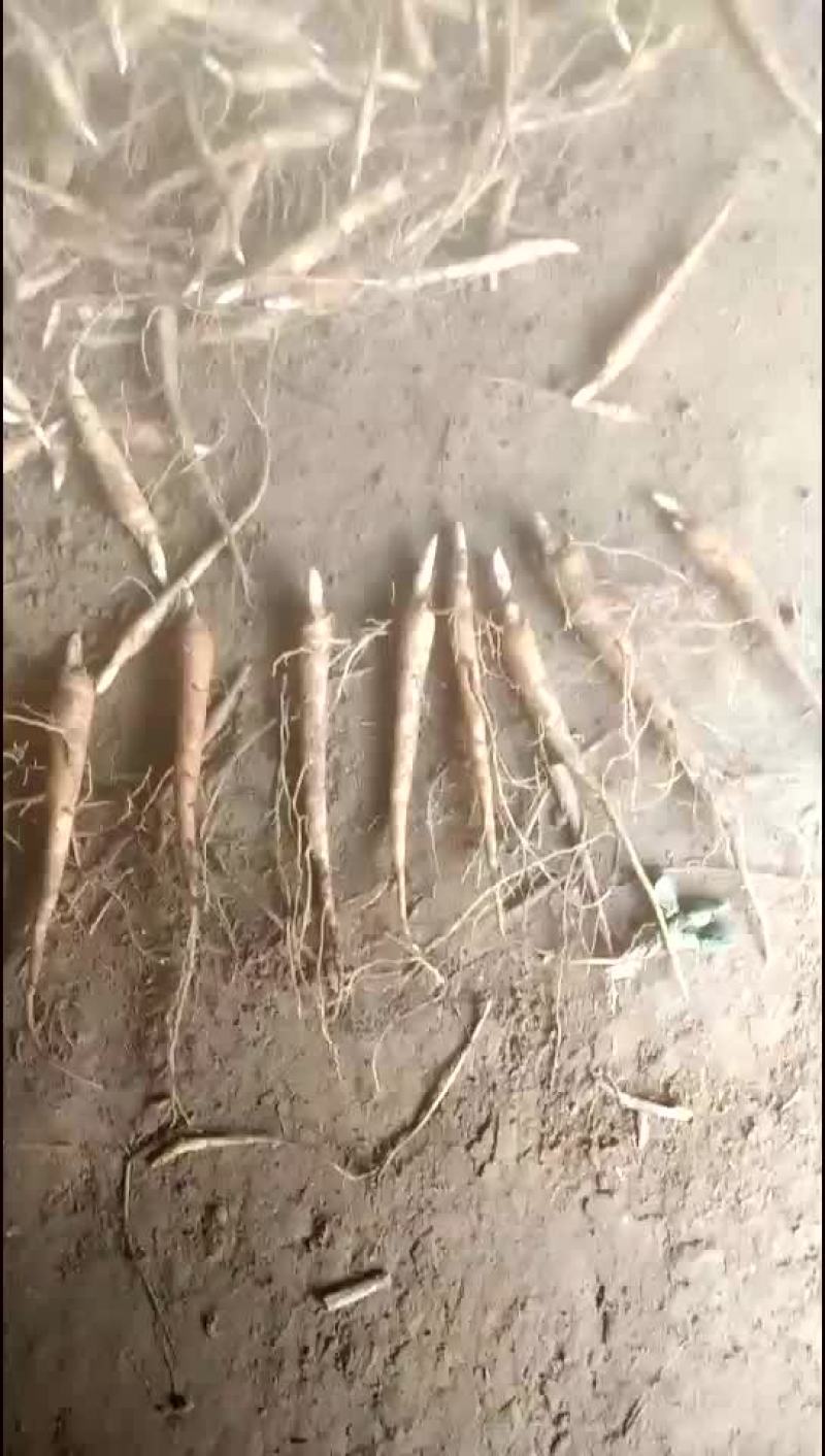 赤芍苗