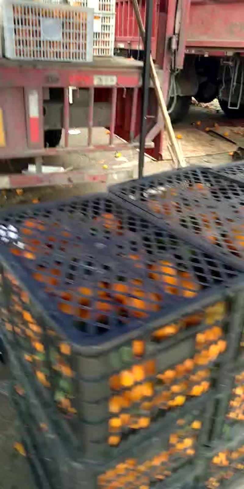 蜜橘