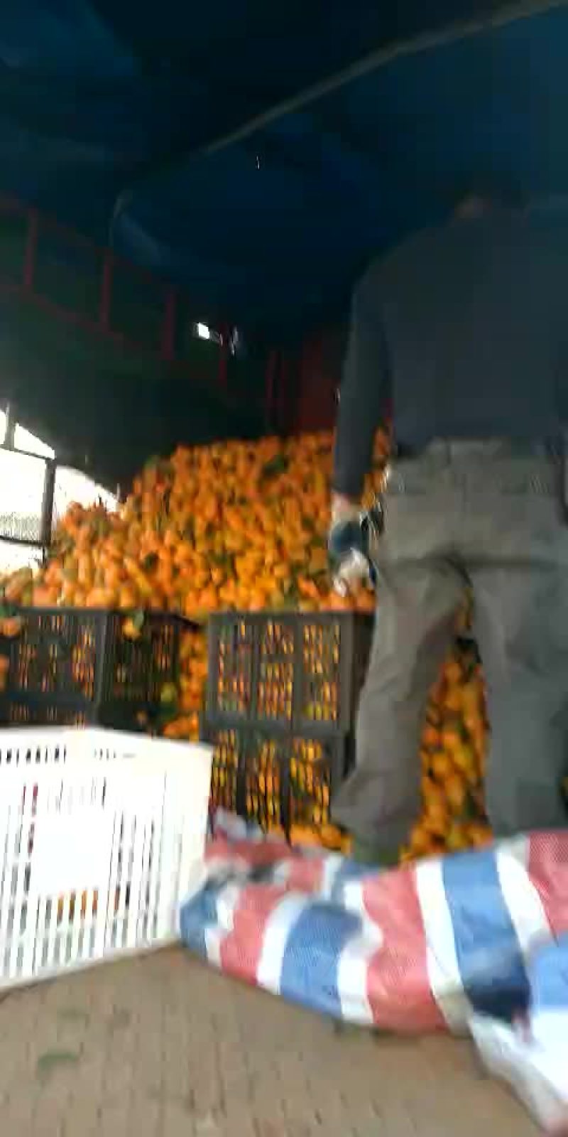 蜜橘