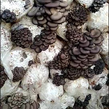大量供应平菇