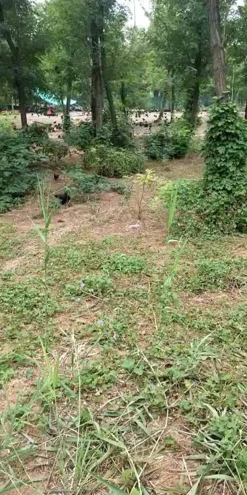 五黑鸡绿壳蛋