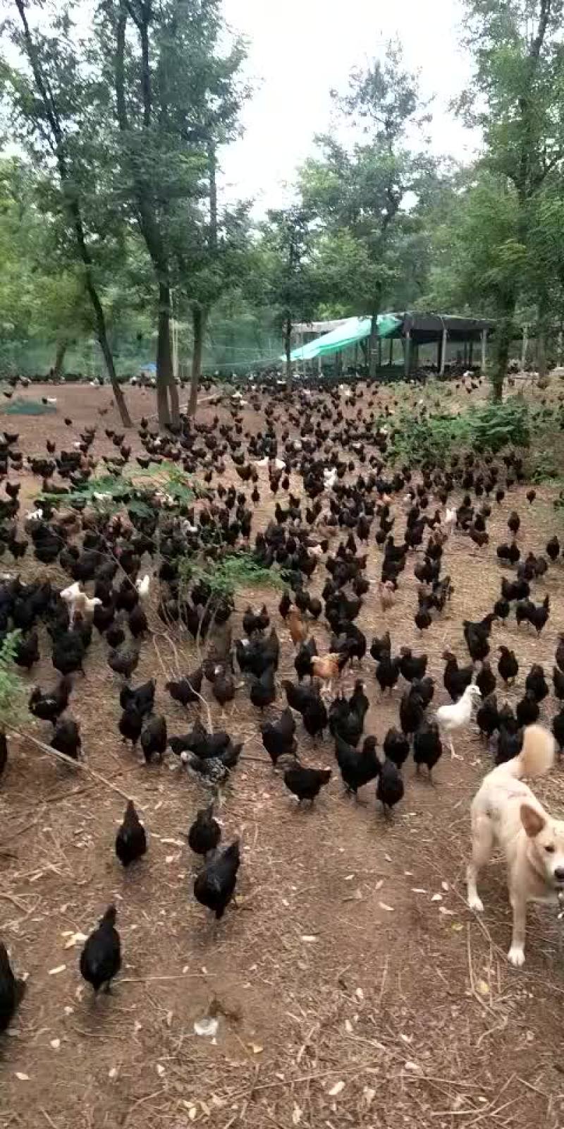五黑鸡绿壳蛋