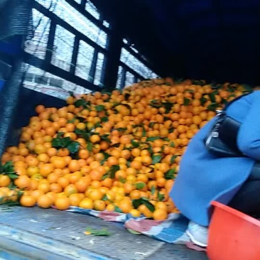 蜜橘