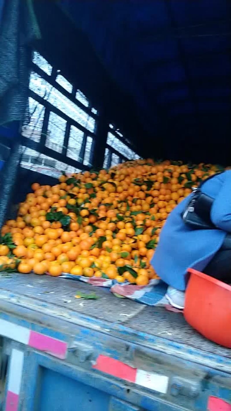 蜜橘
