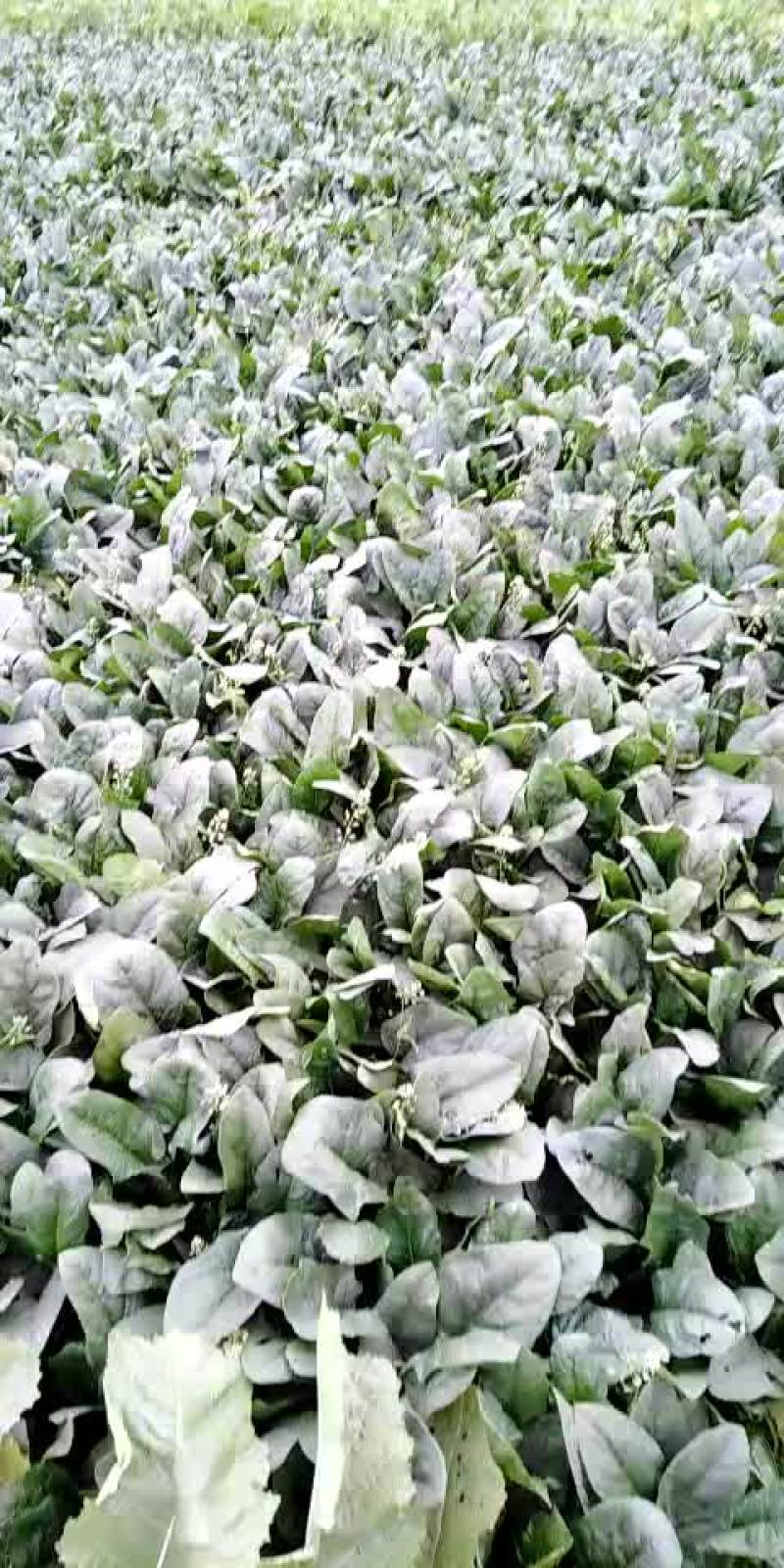 青菜