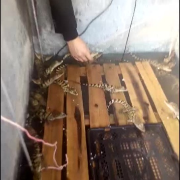 精品鳄鱼苗，成年鳄鱼中型鳄鱼