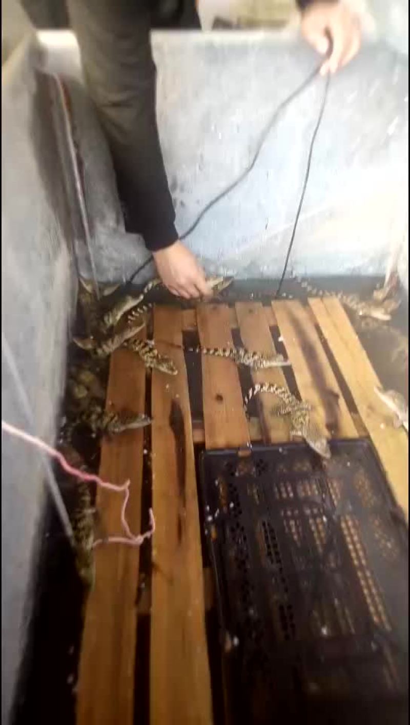 精品鳄鱼苗，成年鳄鱼中型鳄鱼