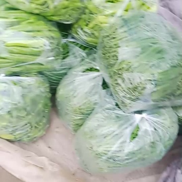 青辣椒一级货