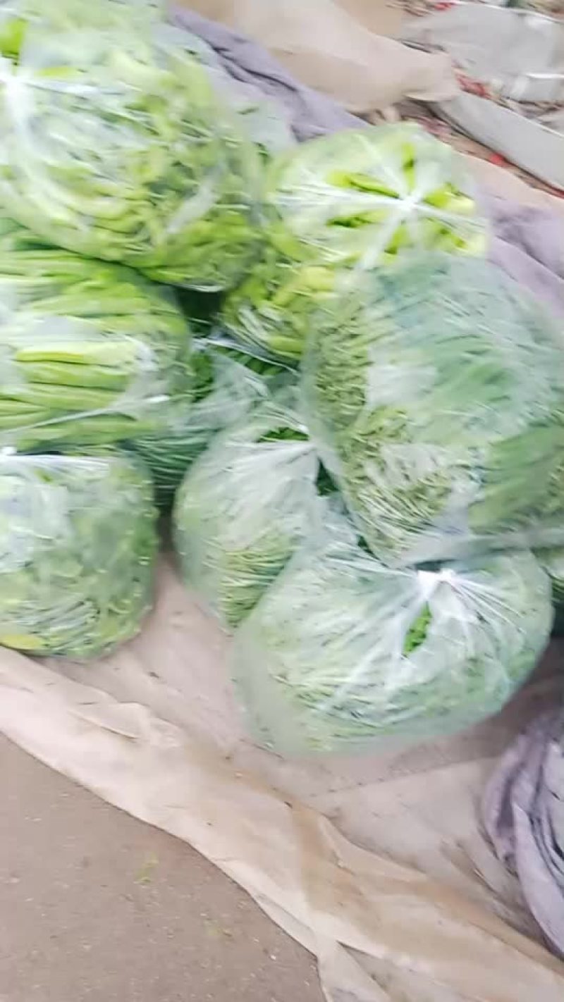 青辣椒一级货