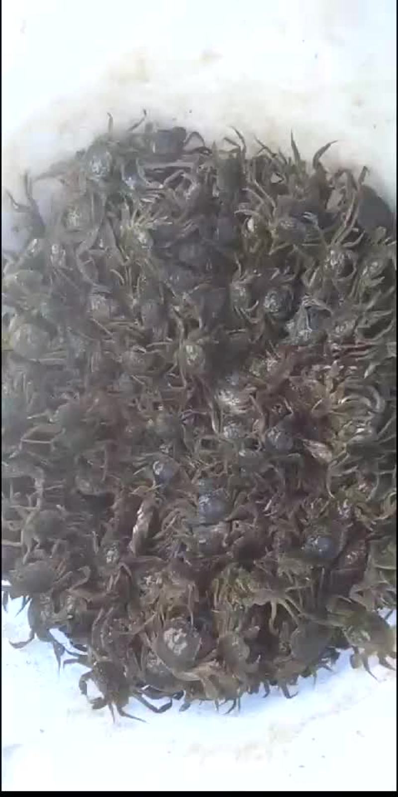 优质盘锦蟹苗批发各种规格都有，包邮寄包成活率，量大从优。