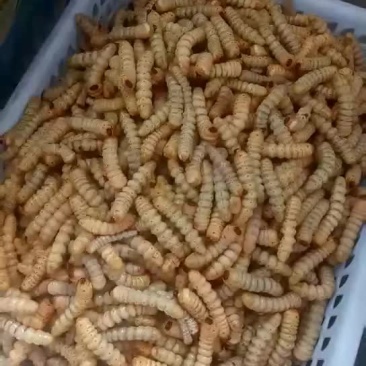 新鲜木虫