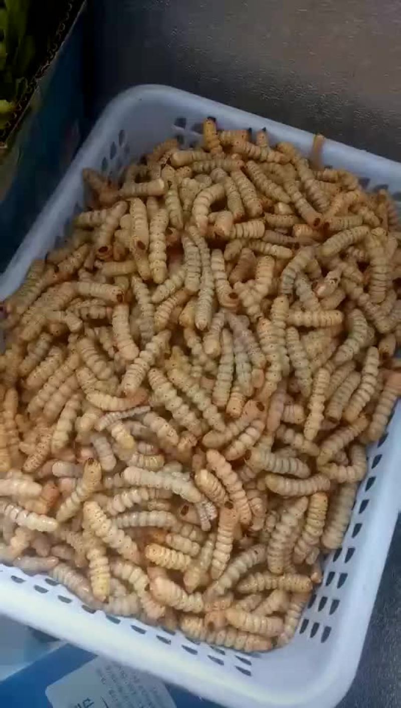 新鲜木虫