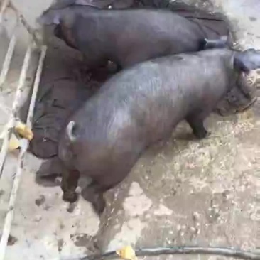 黑猪
