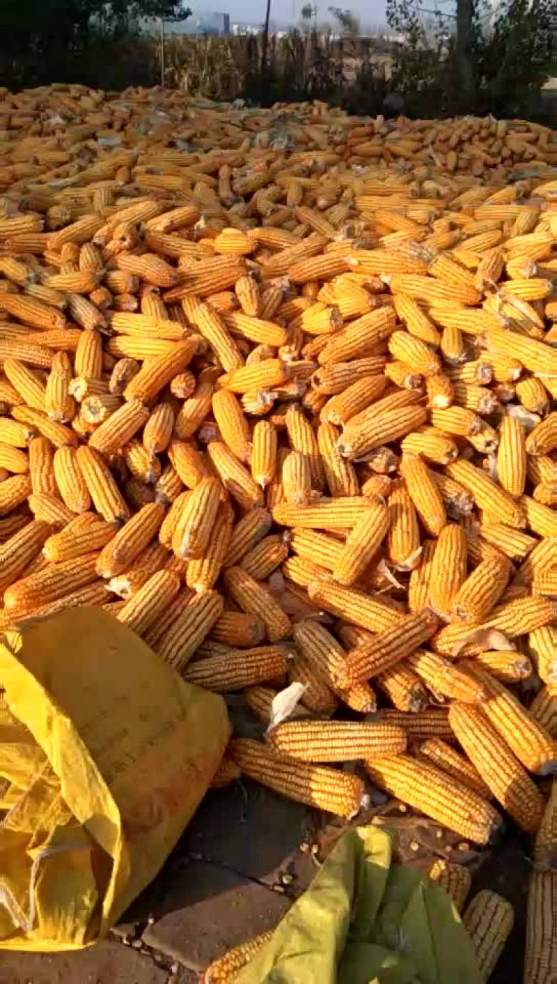 出售玉米轴，0.68元