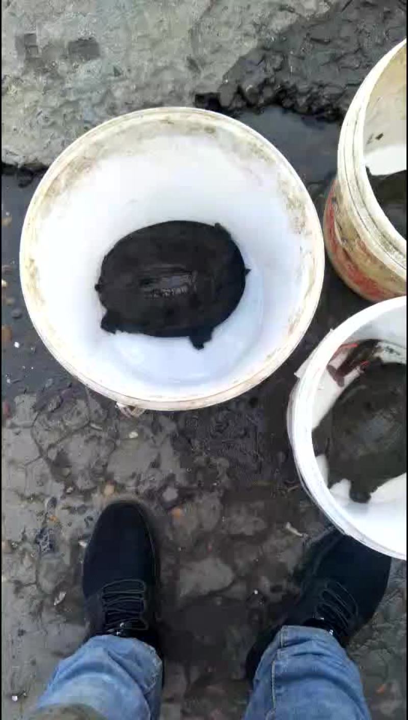 甲鱼