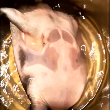甲鱼