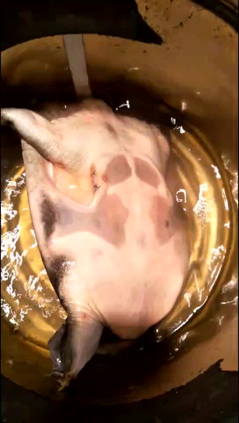 甲鱼