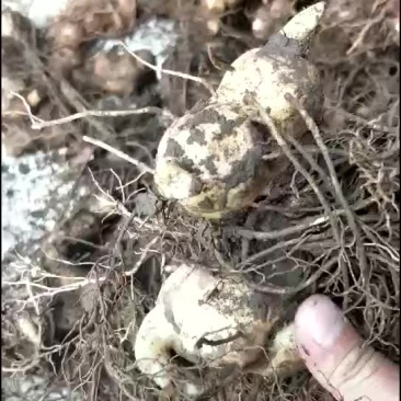 滇黄精