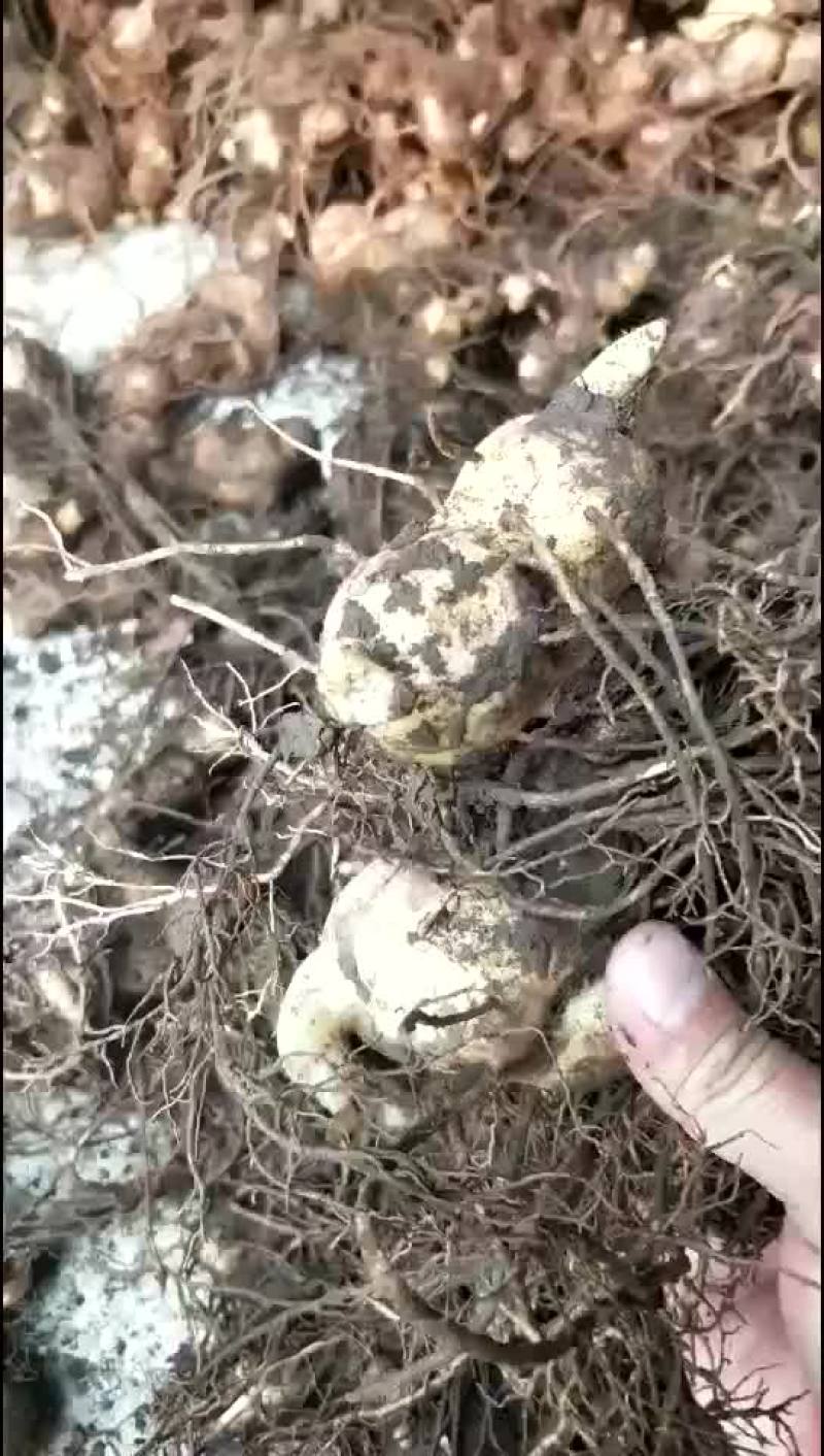 滇黄精