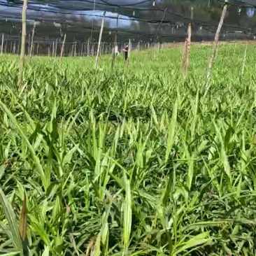 紫花三叉白芨