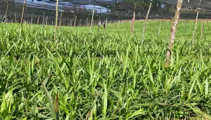 紫花三叉白芨