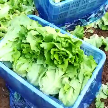 意大利生菜