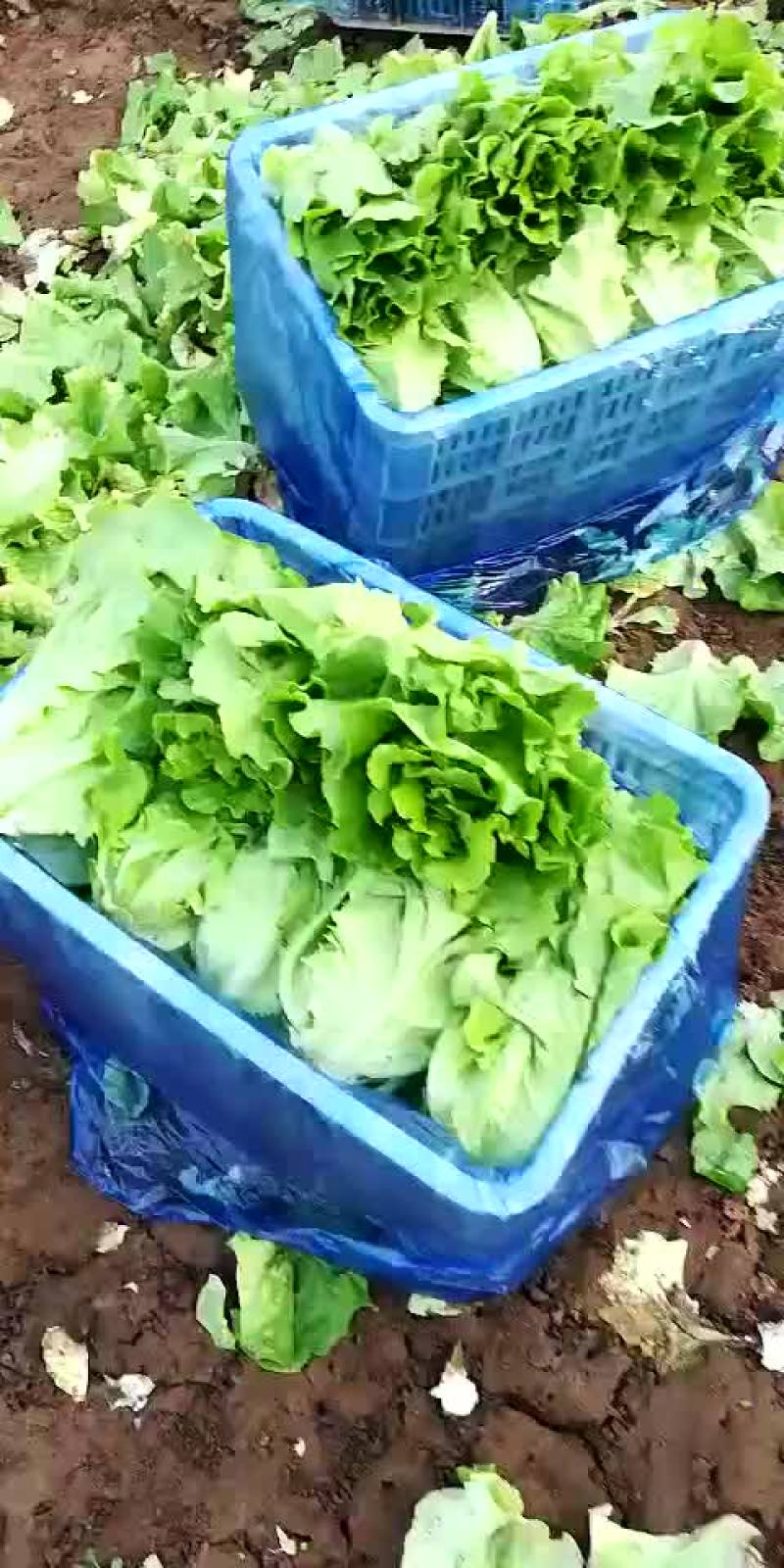 意大利生菜