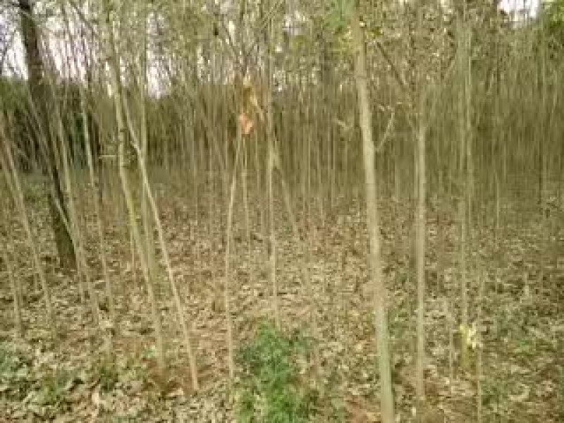 1/5公分无患子基地直批发