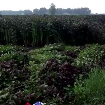 花椒苗