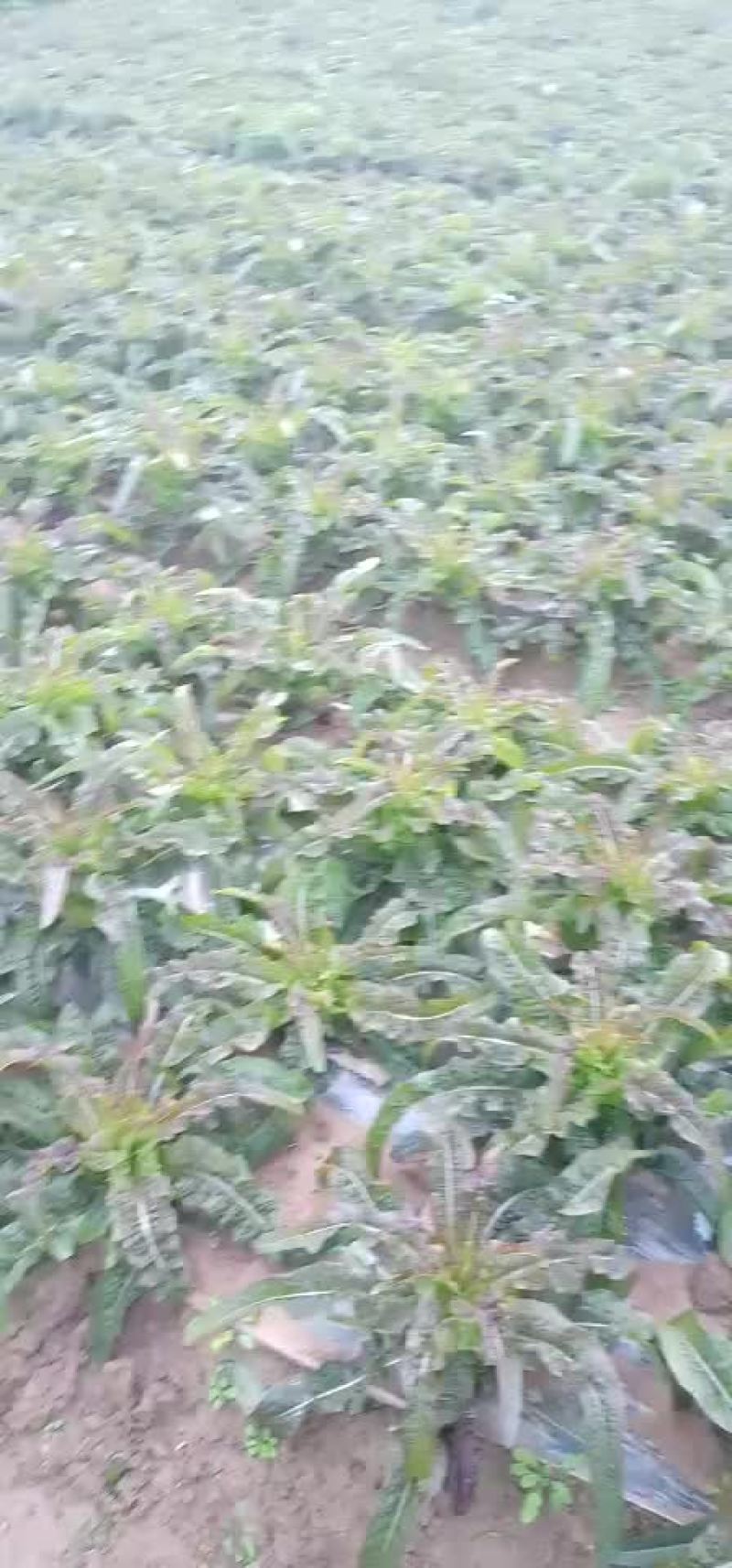 黄心大白菜