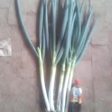 两万多斤钢铁大葱！自己家种的！质量好，卖相好！联系方式1