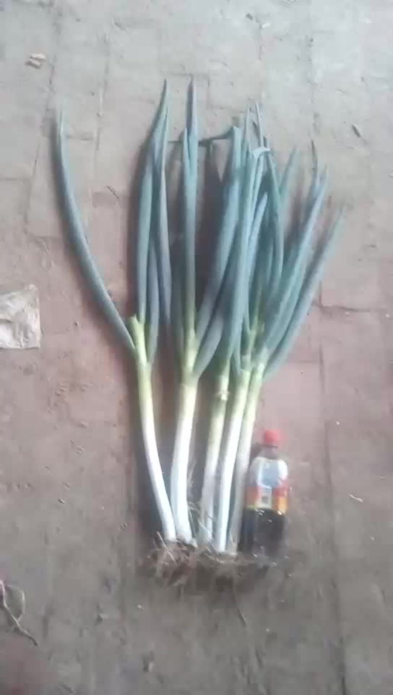 两万多斤钢铁大葱！自己家种的！质量好，卖相好！联系方式1