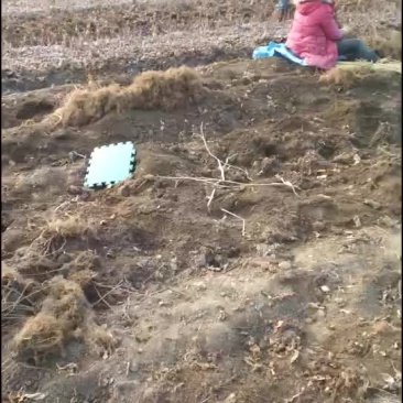 北五味子苗