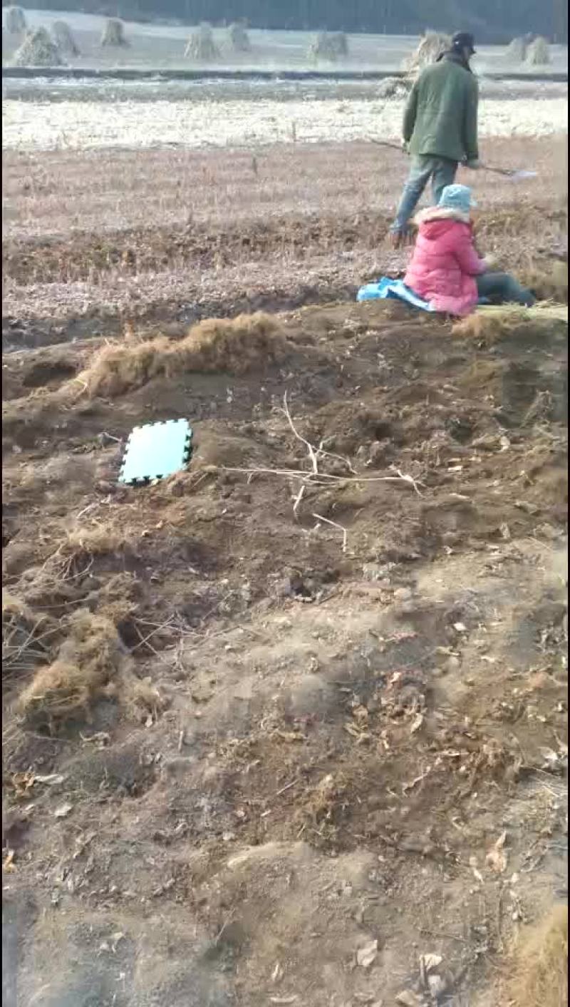 北五味子苗
