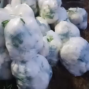 蔬菜