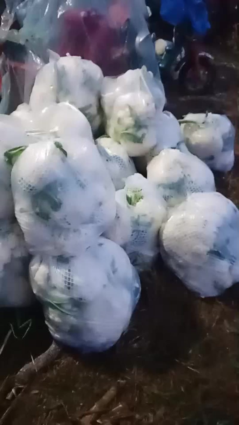 蔬菜