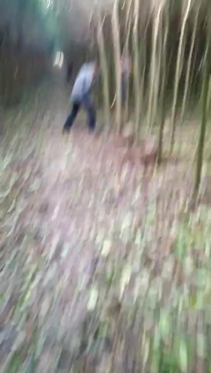 大叶女贞