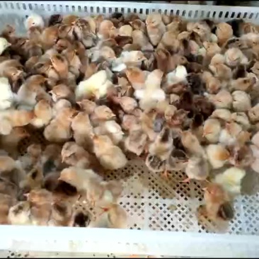 散养土鸡苗黄羽土鸡肉苗厂家直销