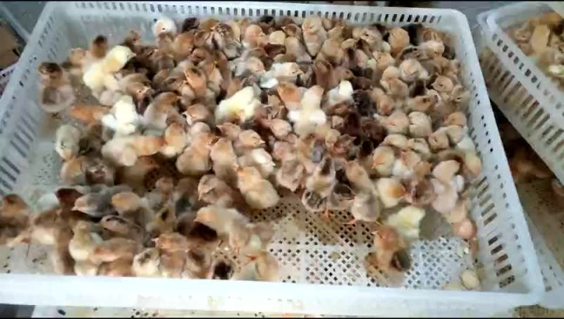 散养土鸡苗黄羽土鸡肉苗厂家直销
