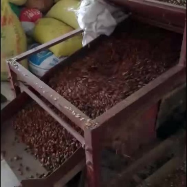比重机筛选油茶籽，需要联系我！