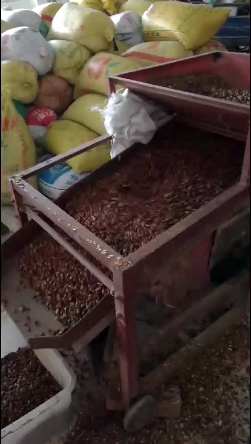 比重机筛选油茶籽，需要联系我！
