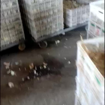 鹅苗