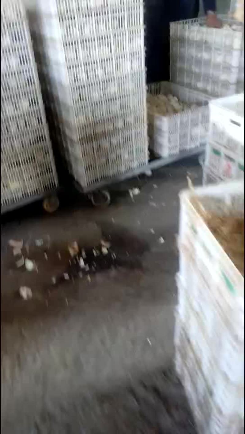 鹅苗