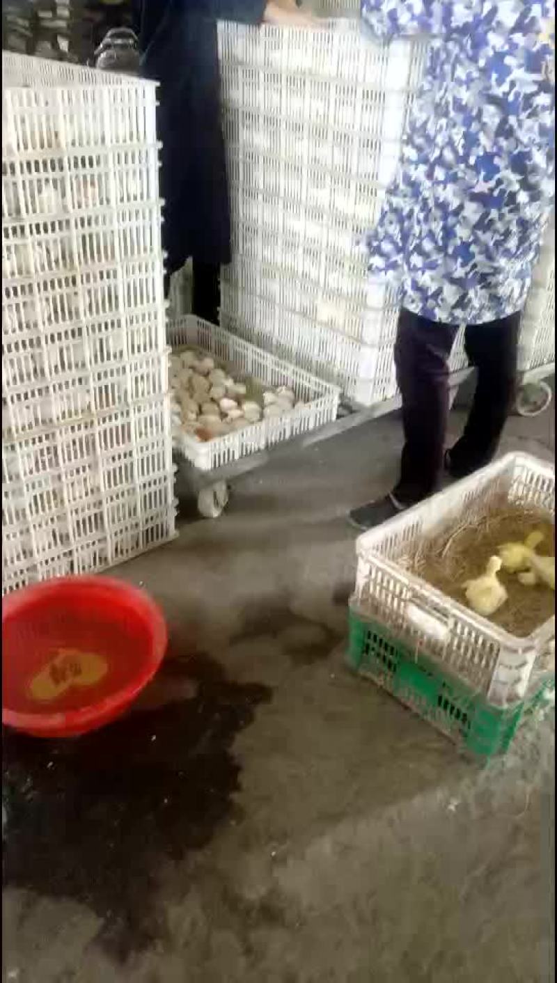 鹅苗