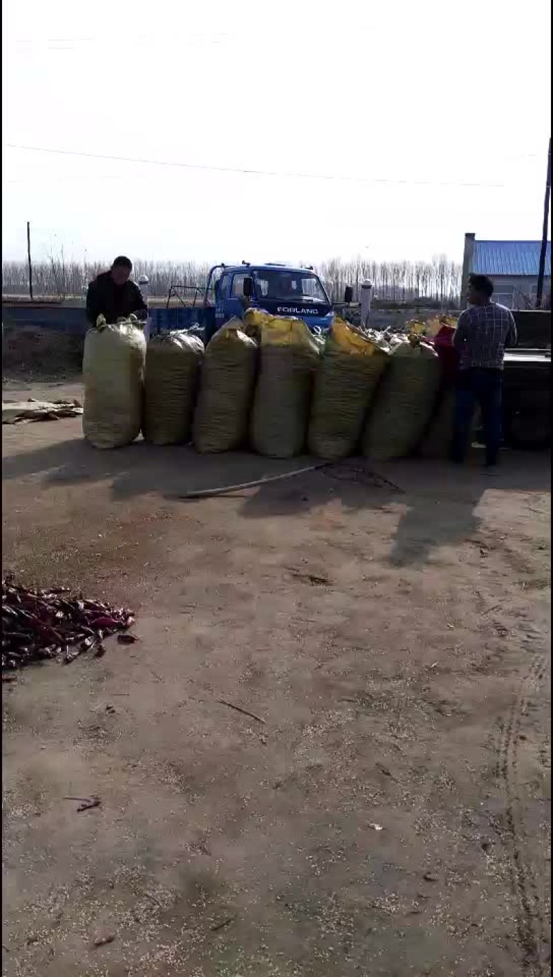 大量供应红辣椒