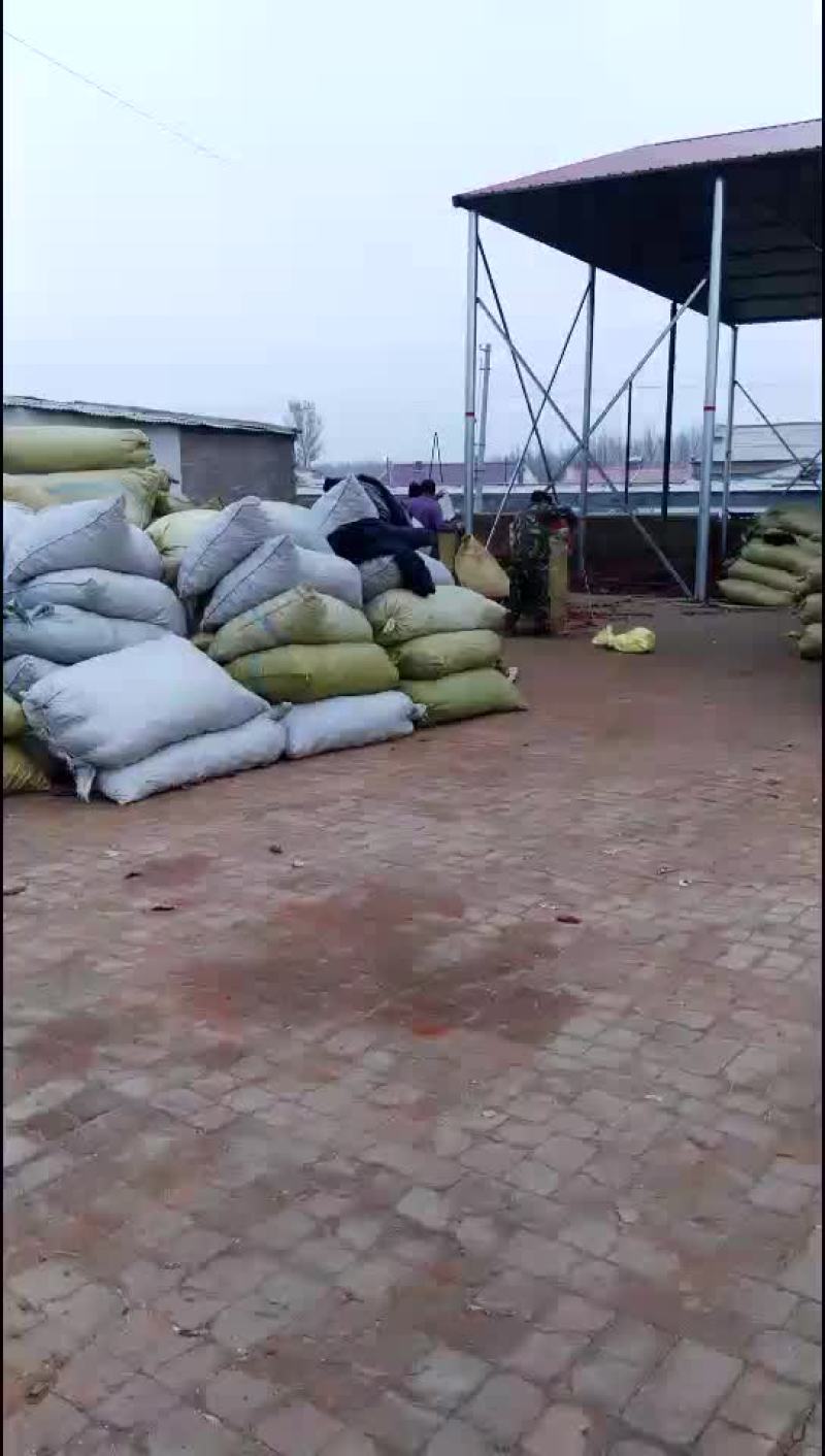 大量供应红辣椒